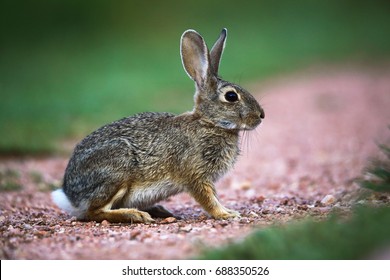 Cute cottontail rabbit poses majestically.