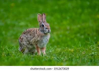 A Cute Cottontail Rabbit (Sylvilagus) Sitting On The Grass For A Portrait In The Summer Sun. 