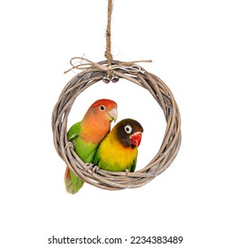 Cute couple of Love Birds aka Agapornis, sitting together in rotan wrath. Isolated on white background.