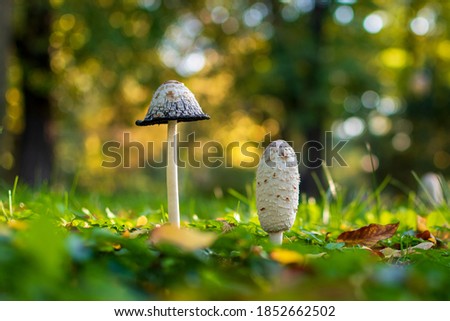 Cute couple - two Coprinus comatus mushrooms, different in shape but same type, grow on forest floor in autumn park. Beautiful nature scene with conceptual meaning of equality of different