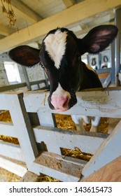 Cute cow in barn