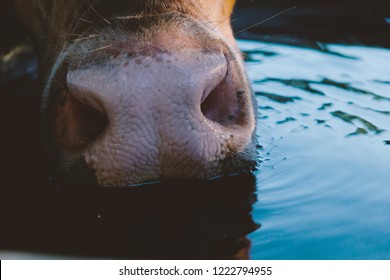 Cute cow with big nose close up drinking from water trough on the farm.