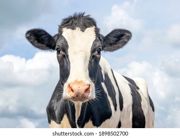Cute cow, black and white friendly innocent look, pink nose, in front of  a blue sky.