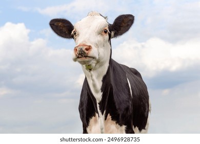 Cute cow black and white, milker cattle, pink nose, in front of a blue cloudy sky