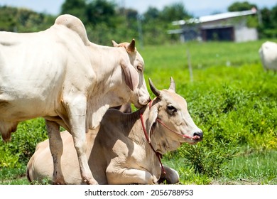 Cute Cow Calves Tender Love, Two  Portrait Of Two Cows, Lovingly Together, Playfully Cuddling