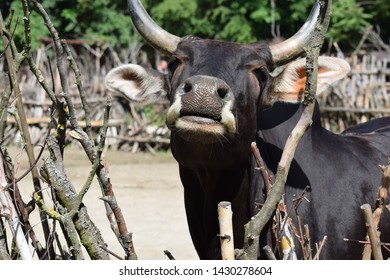 Cute Cow Dahomey Dwarf Cuttle Portrait