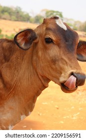 A Cute Cow Doing A Funny Face. The Cow Is With Its Tongue In Its Snout. Copy Space.