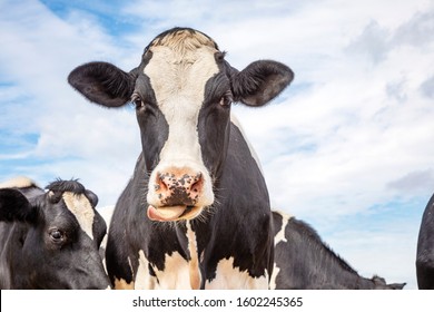 Cute cow licks her lips off with her tongue far out and a blue sky background