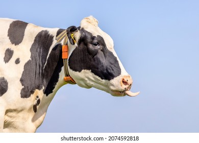 Cute Cow Licks Her Lips Off Or Stick Out Her Tongue, Left Side And A Blue Sky 