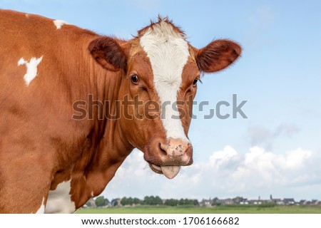 Cute cow loll out her tongue, portrait of her head with white blaze, a village at the horizon and a blue sky background