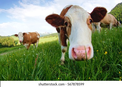 Cute Cow Looking Interested Into The Camera