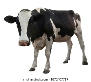 Standing Cow Isolated On White Background Stock Vector (Royalty Free ...