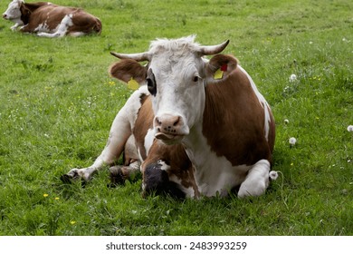 Cute cow resting on a green meadow close-up - Powered by Shutterstock