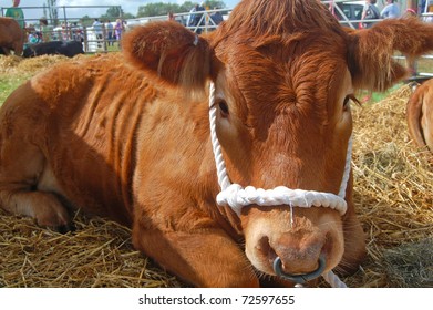 Cute Cow Tethered At Agricultural Show