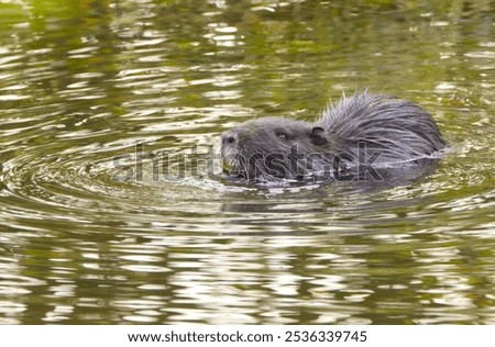 cute coypu from the side, orange teeth, cute nutria swimming in the water, nutria looking up, cute coypu in the lake, rodant