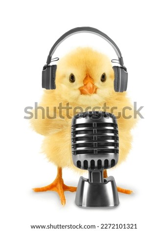 Cute crazy yellow fluffy chick podcast with headphones and classic microphone on stand isolated on blue square background. Podcasting, speaking or singing baby animals concept. 