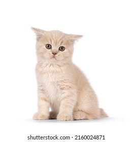 Cute cream British Shorthair cat kitten, sitting up facing front. Looking annoyed with ears flat like an airplane but looking straight to lens. Isolated on a white background.