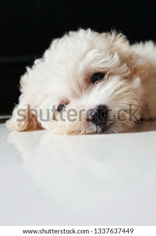 Cute Cream Toy Poodle