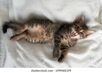 cute creative gray kitten shows tongue on white background kitten yawns kitten stuck out his tongue White background