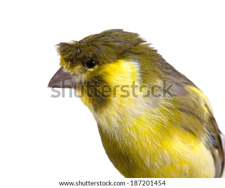 Beautiful yellow and grey canary