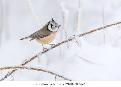  A cute crested tit sits on a twig with icing. Winter scene with a titmouse with crest. Lophophanes cristatus                              