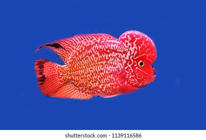 A cute crossbreed cichlid in blue isolated background. it is a man made hybrid result of various cross-breedinng of south America cichlid. It is so beautiful and funny fish.