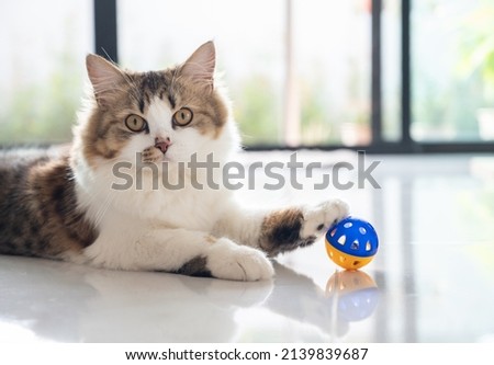 Cute crossbreed Persian cat playing with a ball. A mixed breed cat is a cross between cats of two different breeds or a purebred cat and a domestic cat.