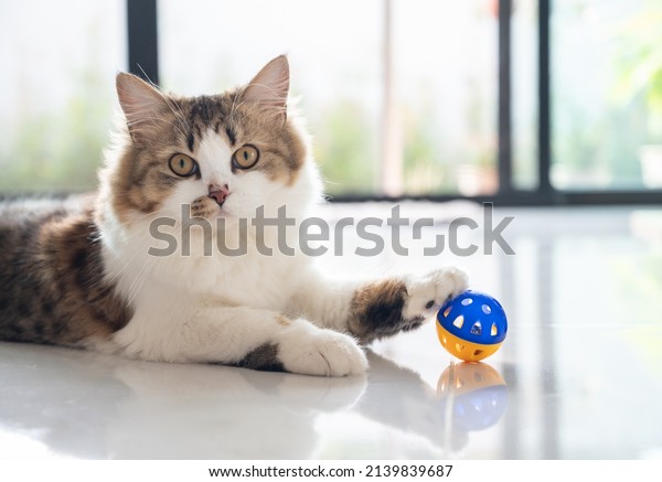 Cute crossbreed Persian cat playing with a\
ball. A mixed breed cat is a cross between cats of two different\
breeds or a purebred cat and a domestic\
cat.