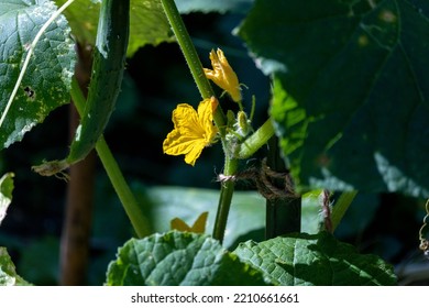 Cute Cucumber With Yellow Flowers