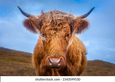 cuddly highland cow