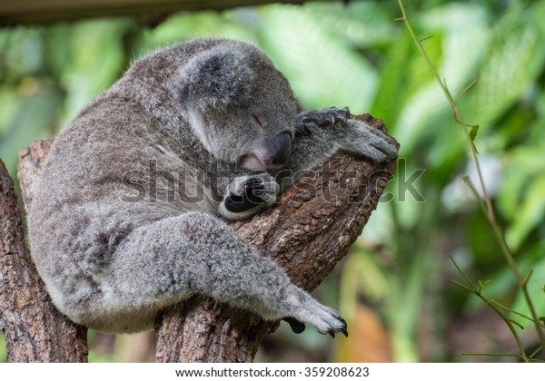 Cute Cuddly Koala Kuranda Koala Gardens Stock Photo Edit Now