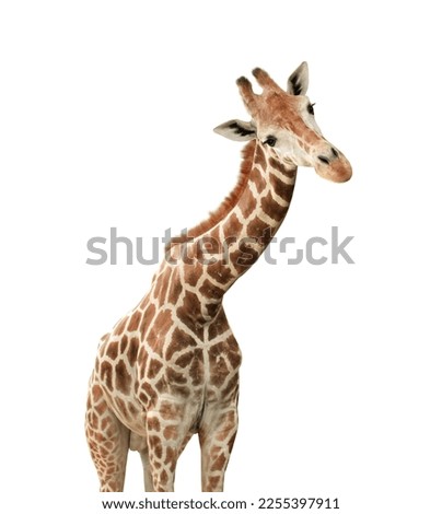 Cute curiosity giraffe. Isolated on white background