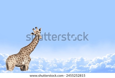 Similar – Giraffes in masai mara in kenya africa