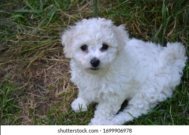 Cute And Curious Bichon Frisé Puppy.