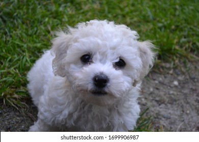 Cute And Curious Bichon Frisé Puppy.