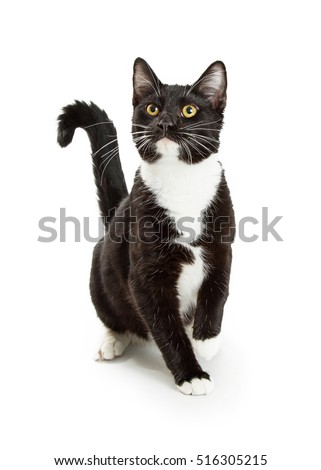 Cute curious black and white tuxedo cat sitting on white looking up and raising a paw