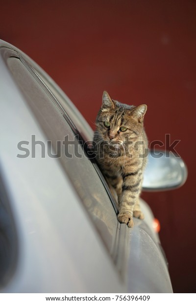 cute curious cat on
car