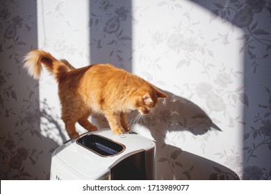 Cute Curious Cat Stands On The Air Cleaner. The Furry Pet Looks Curiously On Air Purifier, Which Is Removing Dust From Home. Cozy Sunny Room.