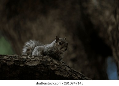 A cute, curious Eastern gray squirrel perched on a tree root in a shaded environment of a public park or garden. Wildlife in nature.