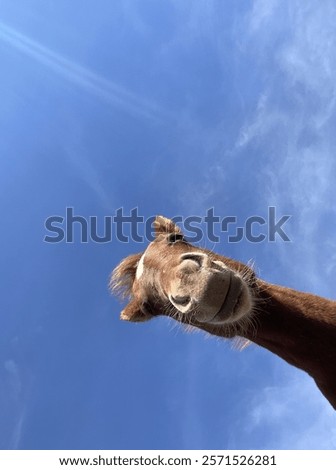 Image, Stock Photo Cute and curious horse