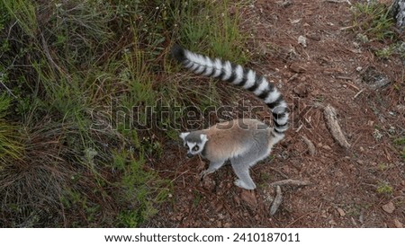 Cute curious lemur catta stands on a dirt path. The striped tail is pulled up. Fluffy beige fur is visible, bright orange eyes. Madagascar. Lemur Island.  Nosy Soa Park