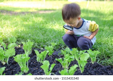 Cute Curious Little Asian 2 - 3 Years Old Toddler Boy Kid Exploring Environment By Looking Through A Magnifying Glass In Sunny Day At Beautiful Garden, Kid First Experience & Discovery Concept