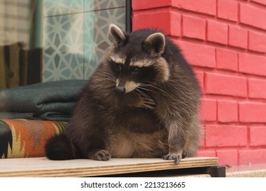 Cute Curious Raccoon With Clever Eyes. Portrait Of Cunning Racoon On Background Of Red Brick Wall. Closeup. Selective Focus