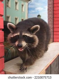 Cute Curious Raccoon Looking At The Camera With Clever Eyes. Cunning Funny Racoon. Closeup