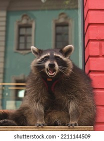 Cute Curious Raccoon Looking At The Camera With Clever Eyes. Portrait Of Cunning Funny Racoon. Closeup. Selective Focus