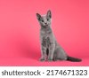 cat coloured background