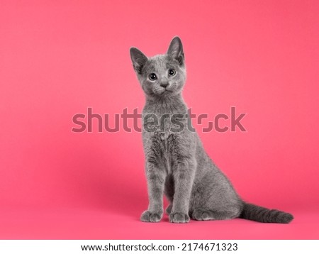 Cute curious Russian Blue cat kitten, sitting up side ways. Looking towards camera with cute head tilt. Isolated on  watermelon pink background.