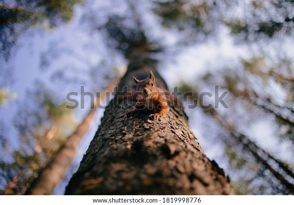 Cute curious\
squirrel climbing down the pine tree trunk and looking at the\
camera as if smiling slightly. View from below, selective focus\
with blurred branches in the\
background.