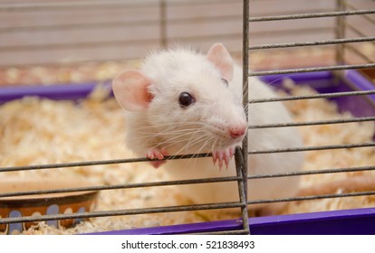 https://image.shutterstock.com/image-photo/cute-curious-white-rat-looking-260nw-521838493.jpg