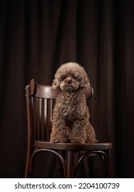 Cute Curly Chocolate Poodle. The Dog Is Like A Toy. Beautiful Pet On Bed, View From Above